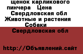 щенок карликового пинчера › Цена ­ 7 000 - Свердловская обл. Животные и растения » Собаки   . Свердловская обл.
